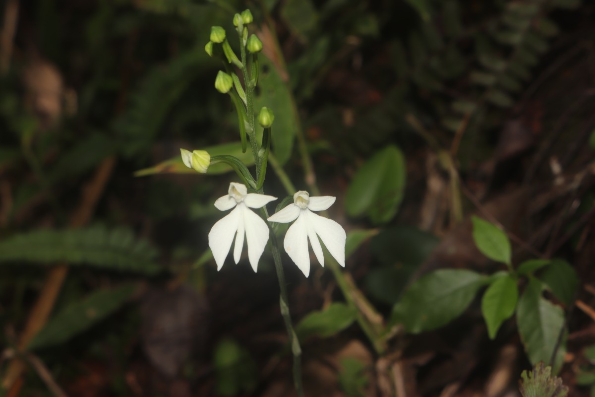 Habenaria plantaginea Lindl.